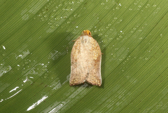 Tinacrucis patulana