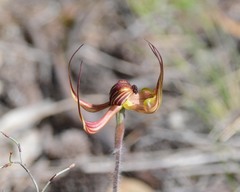 Caladenia multiclavia