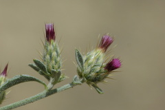 Carduoideae
