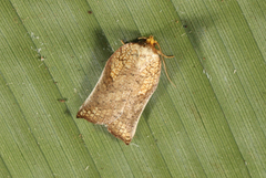 Tinacrucis patulana