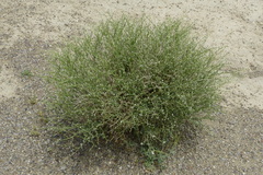 Magnoliopsida