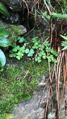 Oxalis