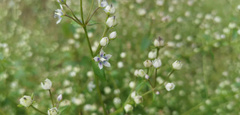 Swertia macrosperma