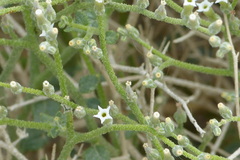 Magnoliopsida