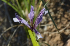 Iris songarica