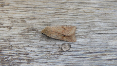 Agrochola blidaensis