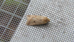 Agrochola blidaensis