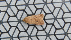 Agrochola blidaensis