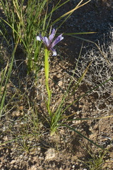 Iris songarica