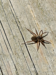 Pardosa amentata