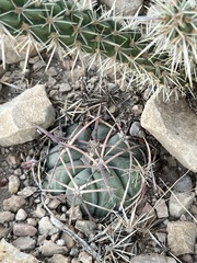 Echinocactus horizonthalonius