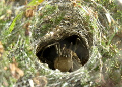 Phyxelididae