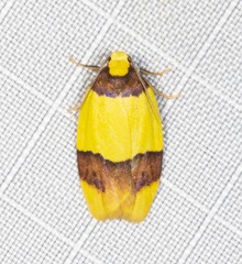 Heterallactis euchrysa