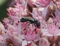 Zadontomerus