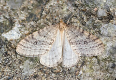 Operophtera bruceata