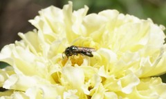 Zadontomerus