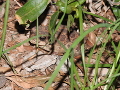 Sclerophrys mauritanica