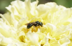 Zadontomerus
