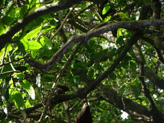 Nestor meridionalis septentrionalis