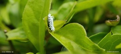 Scymnus posticalis
