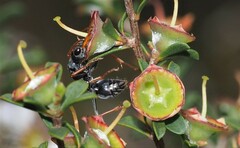 Myrmecia pilosula