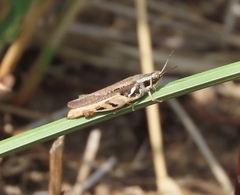 Phaeocatantops solitarius