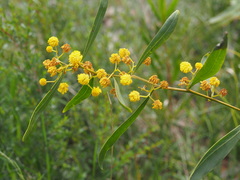 Acacia saligna