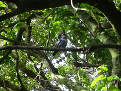 Chrysococcyx lucidus lucidus