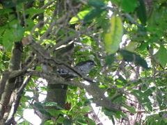 Chrysococcyx lucidus lucidus