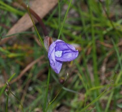 Patersonia occidentalis