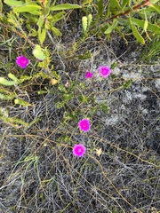 Lampranthus tenuifolius