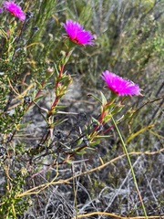 Lampranthus tenuifolius