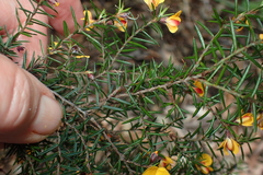 Pultenaea juniperina
