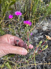 Lampranthus tenuifolius