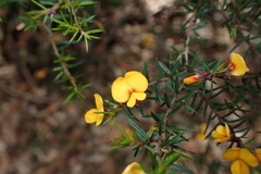 Pultenaea juniperina