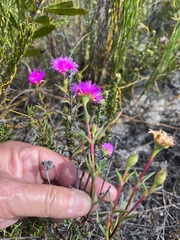 Lampranthus tenuifolius