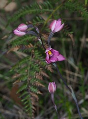 Thelymitra × irregularis