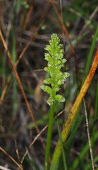 Microtis parviflora