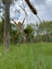 Argiope picta