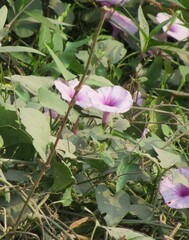Ipomoea aquatica