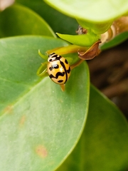 Cheilomenes sexmaculata