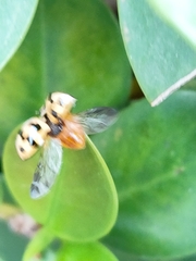 Cheilomenes sexmaculata