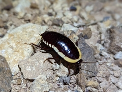 Cosmozosteria bicolor