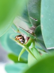 Cheilomenes sexmaculata