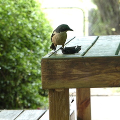 Laniarius ferrugineus