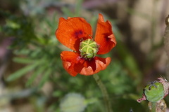 Papaver laevigatum