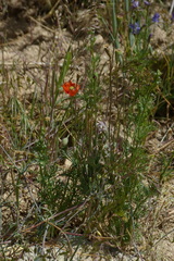 Papaver laevigatum