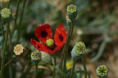 Papaver laevigatum