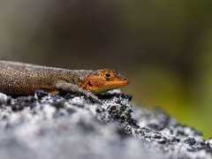 Microlophus indefatigabilis