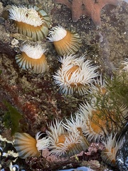 Anthothoe albocincta